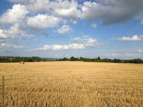 Fotoroleta żniwa rolnictwo lato zboże niebo