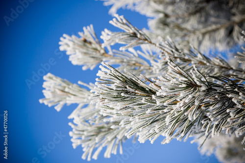 Fototapeta sosna świerk gałązka śnieg biały