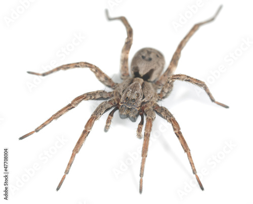 Plakat zwierzę natura pająk fauna poziomy