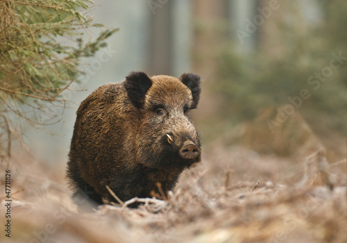 Fototapeta ssak las świnia