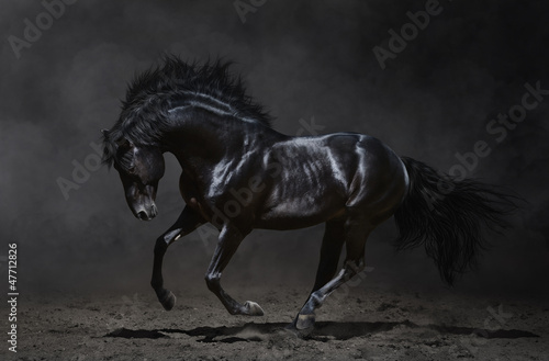 Obraz na płótnie Czarny koń w galopie