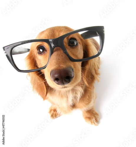 Plakat pies portret ładny zwierzę szczenię