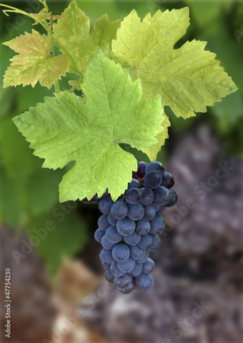 Plakat owoc winorośl żniwa wino z winogron