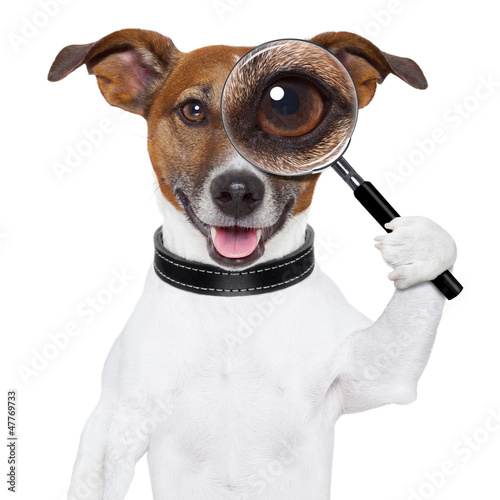 Plakat pies ładny zwierzę oko