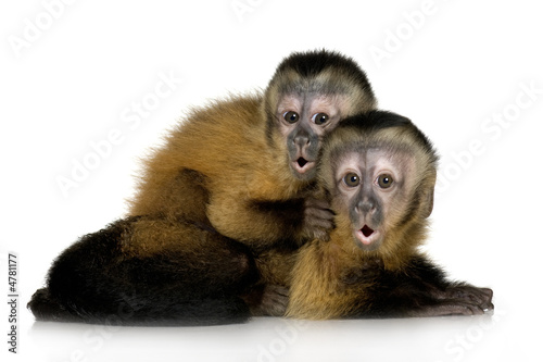 Obraz na płótnie małpa portret zwierzę