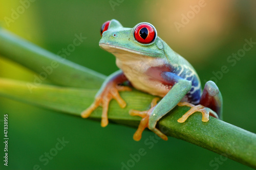 Fototapeta płaz tropikalny zwierzę żaba