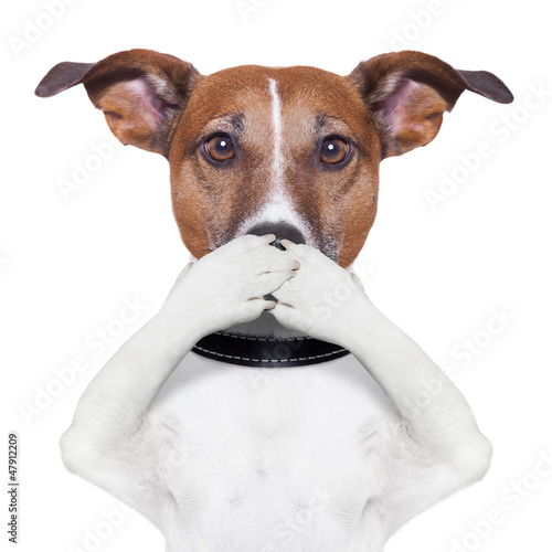 Fototapeta usta pies zwierzę twarz zamknięty