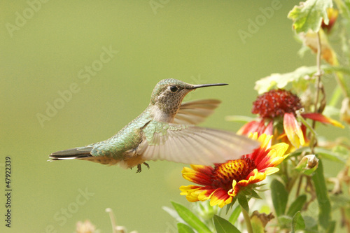 Fototapeta ptak kwiat koliber