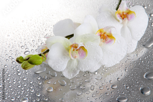 Obraz na płótnie woda rosa tropikalny roślina storczyk