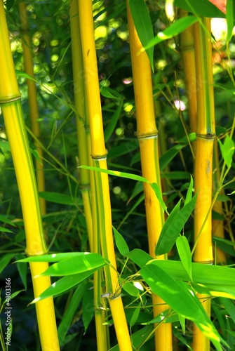 Plakat bambus tropikalny trawa roślina stajnia