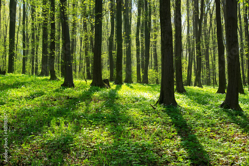 Fotoroleta bezdroża drzewa las pejzaż natura