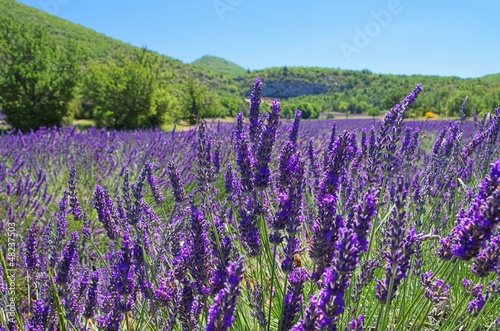 Obraz na płótnie francja krajobraz pole kwiat