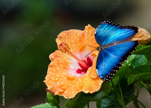 Plakat motyl natura świeży piękny