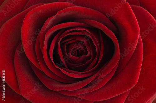 Fototapeta kwiat miłość bukiet aksamitny 14 lutego