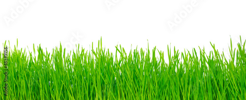 Obraz na płótnie trawa świeży roślina panoramiczny ogród