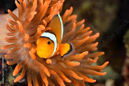 Fotoroleta ryba rafa tropikalny