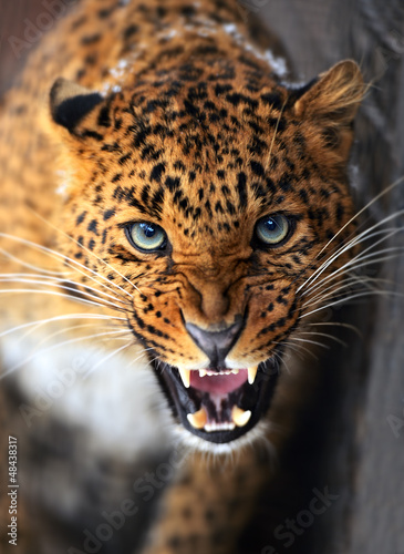 Fototapeta afryka zwierzę kot safari