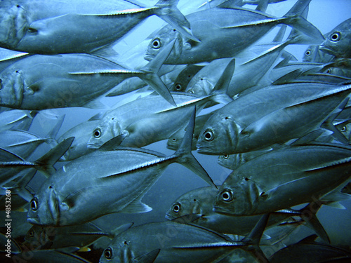 Fototapeta karaiby ameryka natura dziki ryba
