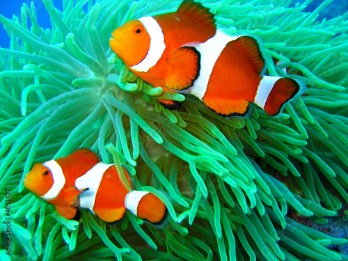 Fotoroleta rafa koral ryba
