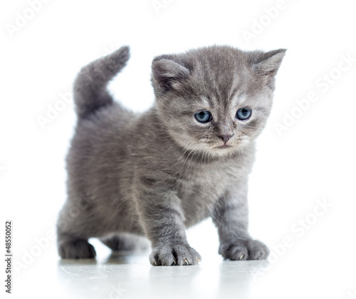 Fotoroleta Uroczy srebrny kociak