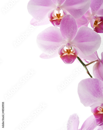 Naklejka Różowe orchidee