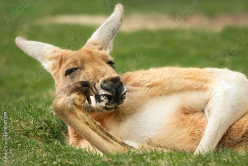 Naklejka kangur australia spokojny zwierzę ssak