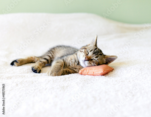 Fototapeta Kociak na biało pomarańczowej poduszce