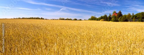 Plakat łąka trawa wieś jedzenie pastwisko