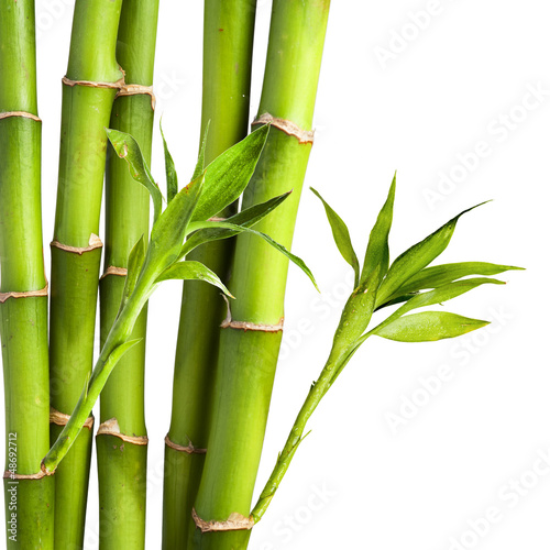 Plakat drzewa bambus wschód zen rosa