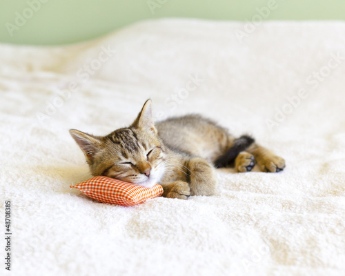 Naklejka Kociak śpi na poduszesce w kratę