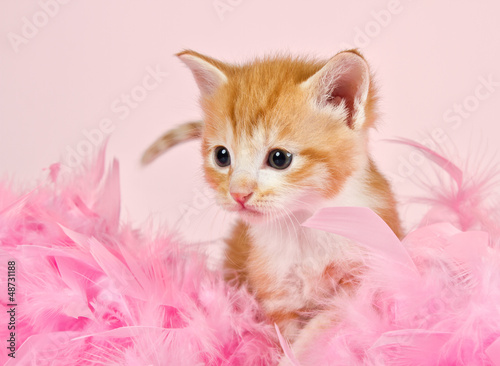 Naklejka Mały kotek w różowych piórach