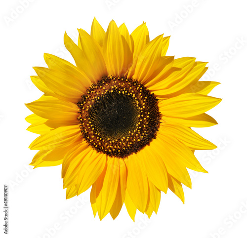 Fototapeta słonecznik świeży kwiat słońce piękny