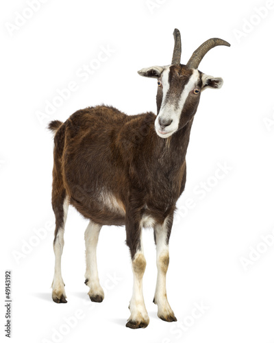 Fotoroleta ssak koza zwierzęcej pełnej długości nikt