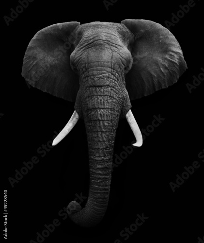 Plakat ssak safari słoń natura afryka
