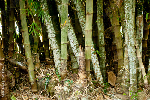 Naklejka bambus pole krzew dżungla