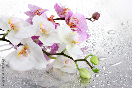 Fototapeta piękny świeży rosa kwiat woda