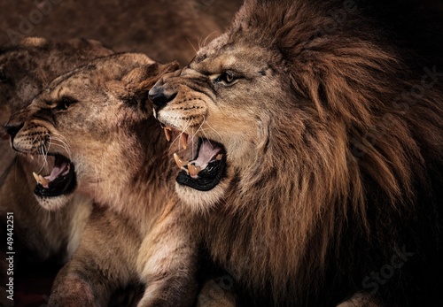 Fototapeta afryka zwierzę lew natura