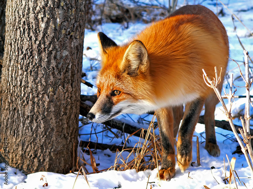 Fototapeta drzewa fauna natura śnieg zwierzę