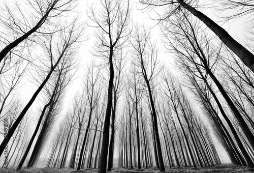 Fototapeta Łyse korony drzew