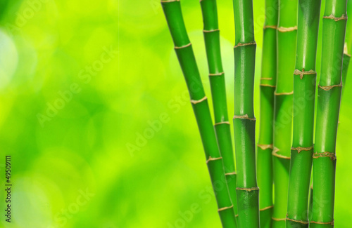 Obraz na płótnie bambus spokojny ogród tropikalny natura