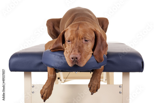 Fotoroleta pies masaż zwierzę