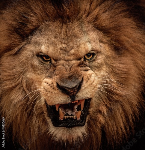 Fototapeta safari dziki mężczyzna usta