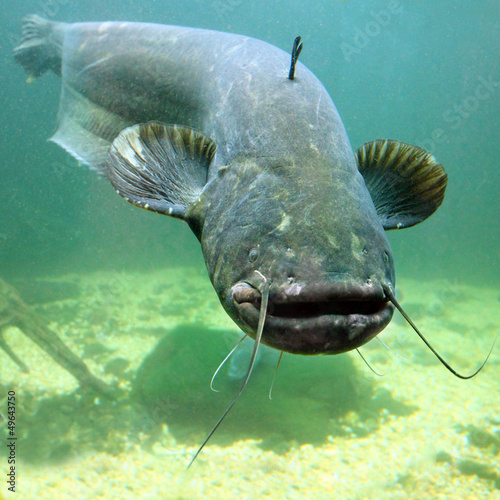Fototapeta natura podwodne woda sum zwierzę