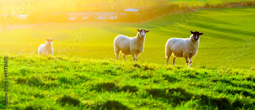 Fotoroleta wiejski owca rolnictwo zwierzę