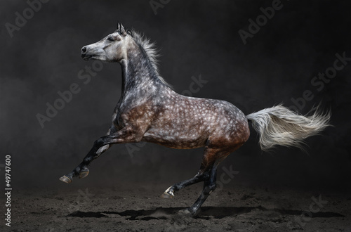 Fotoroleta klacz koń ciało zwierzę