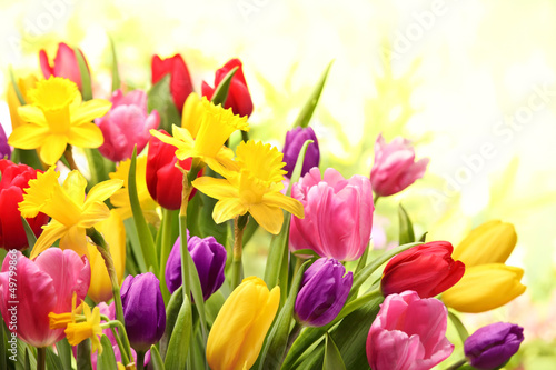 Obraz na płótnie tulipan ogród ładny bukiet