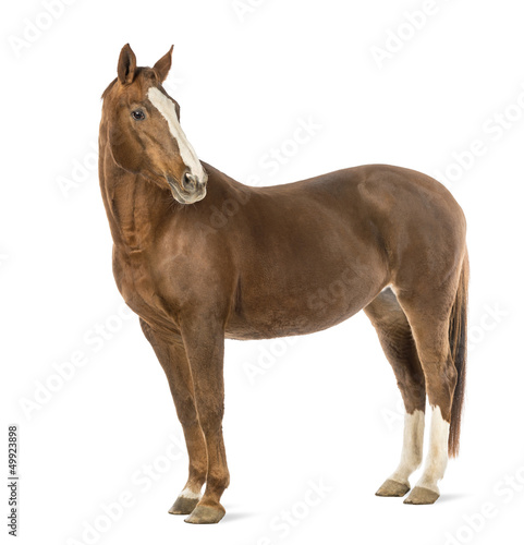 Fotoroleta portret zwierzę ssak koń