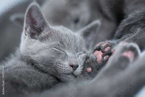 Plakat Przepiękny srebrny kot