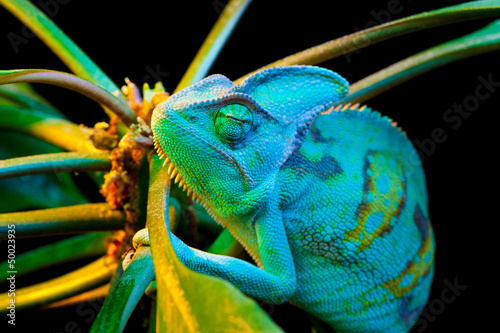 Fotoroleta obraz kameleon zabawa natura