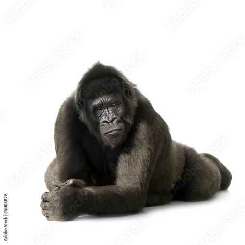 Obraz na płótnie zwierzę portret małpa